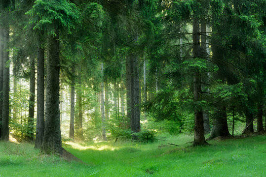 Fototapeta Natural Forest of Spruce Trees, Sunbeams through Fog create mystic Atmosphere