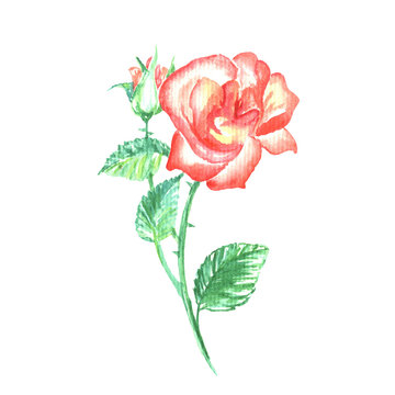 Single red rose with green leaf, romantic handdrawn blossoming flower