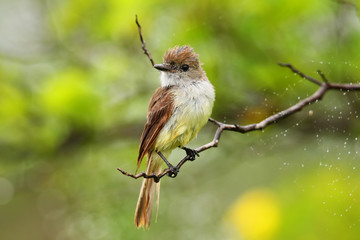 Galapagos flycatcher on Santiago Island, Galapagos National Park