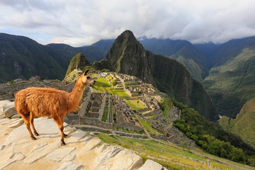 Llama standing at Machu Picchu overlook in Peru © donyanedomam