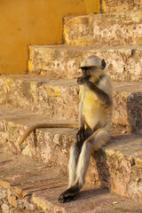 Young gray langur sitting on the stairs in Amber Fort, Jaipur, R