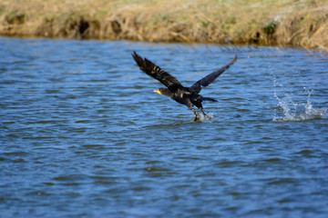 Great Cormorant (Phalacrocorax carbo) taking flight from lake