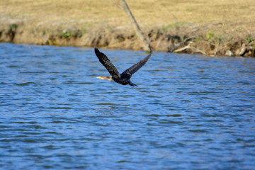 Great Cormorant (Phalacrocorax carbo) in flight over lake