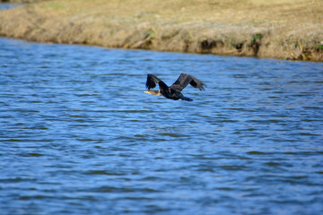 Obraz premium Great Cormorant (Phalacrocorax carbo) in flight