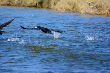 Fototapeta premium Great Cormorant (Phalacrocorax carbo) taking flight. water splashing