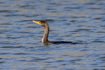 Great Cormorant (Phalacrocorax carbo) swimming
