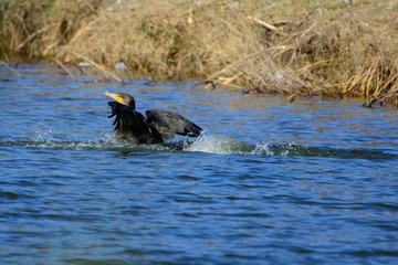 Fototapeta premium Great Cormorant (Phalacrocorax carbo) splashing in lake