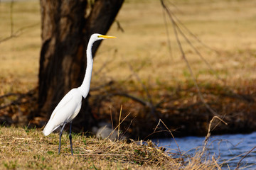 Great Egret (Ardea alba) Standing Tall on Bank of Lake