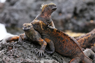 Marine iguanas on Santiago Island in Galapagos National Park, Ec