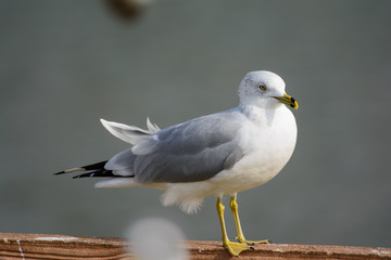 Ring billed gull (Larus delawarensis) Standing on a fence. Profile