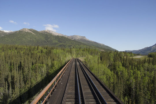 Railway bridge receding into a dense forest