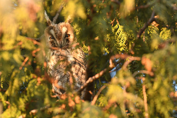 Long-eared owl (Asio otus)