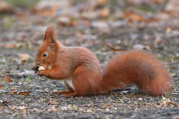 Red Squirrel (Sciurus vulgaris)