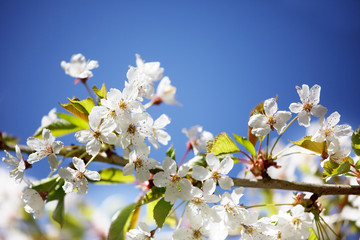Flowering pear blossoms in the Spring sunshine