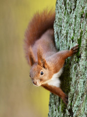 Red Squirrel (Sciurus vulgaris) © Piotr Krzeslak