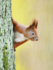 Red Squirrel (Sciurus vulgaris)