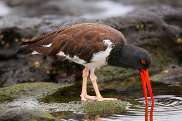 American oystercatcher feeding on Santiago Island in Galapagos N