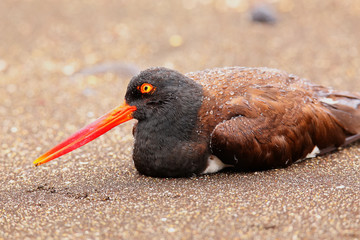 American oystercatcher on Santiago Island in Galapagos National