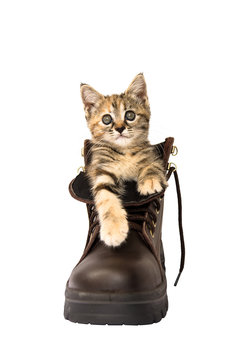 Lovely kitten in A brown safety shoe on white background