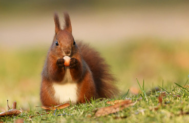 Red Squirrel (Sciurus vulgaris)
