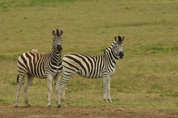 Fototapeta na wymiar Zebra's of Eastern Cape, South Africa