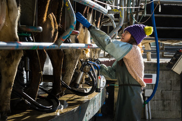 Woman working with Automated mechanized milking equipment - 131420454