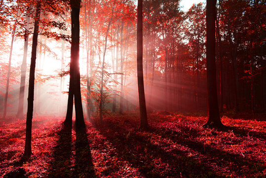 Fototapeta autumn forest