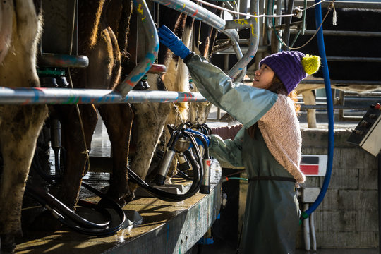 Woman working with Automated mechanized milking equipment