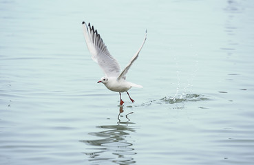 Seagull in flight