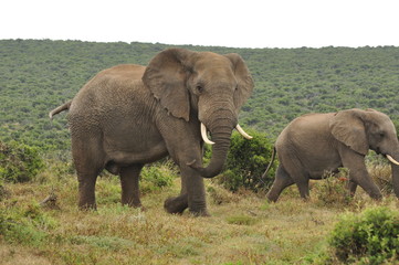 Naklejka na ściany i meble Elephants in the wild, Eastern Cape, South Africa