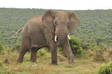 Fototapeta na wymiar Elephants in the wild, Eastern Cape, South Africa