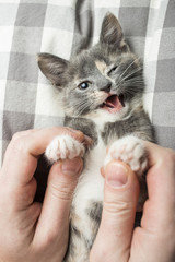 Man is playing with a lovely a kitten holding him by the paws. Close-up.