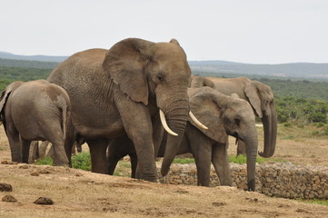 Naklejka na ściany i meble Elephants in the wild, Eastern Cape, South Africa