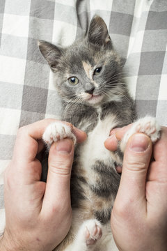 Man is playing with a lovely a kitten holding him by the paws. Close-up.