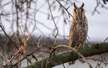 Long-eared owl (Asio otus)