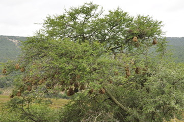 Wild Eastern Cape, South Africa