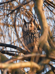 Long-eared owl (Asio otus)