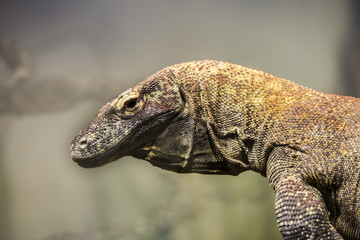 Komodo Dragon