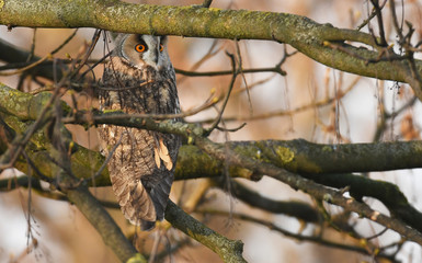 Long-eared owl (Asio otus)
