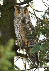 Long-eared owl (Asio otus)