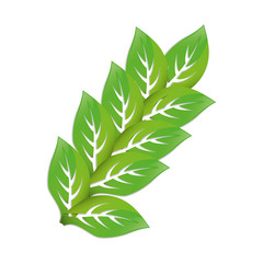 Leaves natural concept icon vector illustration graphic design