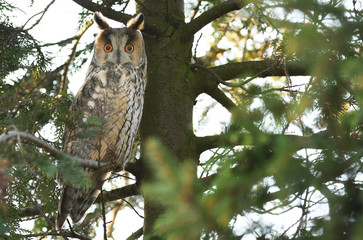 Long-eared owl (Asio otus)