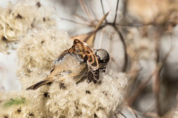 House Sparrow, Sparrow, Passer domesticus