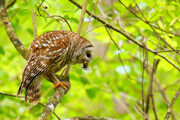 Barred owl (Strix varia) holding crayfish in tis beak