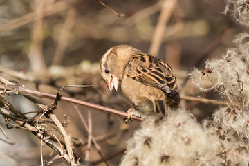 House Sparrow, Sparrow, Passer domesticus