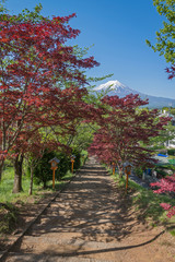 Fototapeta premium Walkway to Chureito pagoda, Japan