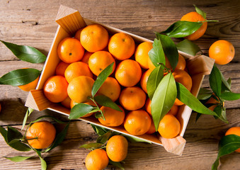 Fresh picked mandarins