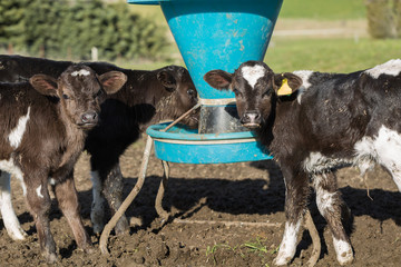 Calves on a pasture