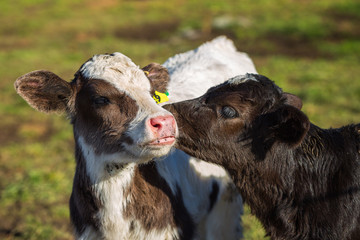 Calf licking other calf's ear