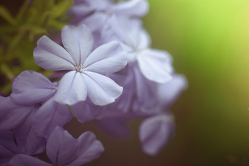 Blue plumbago flowers in in garden (Cape Leadwort or Plumbago au